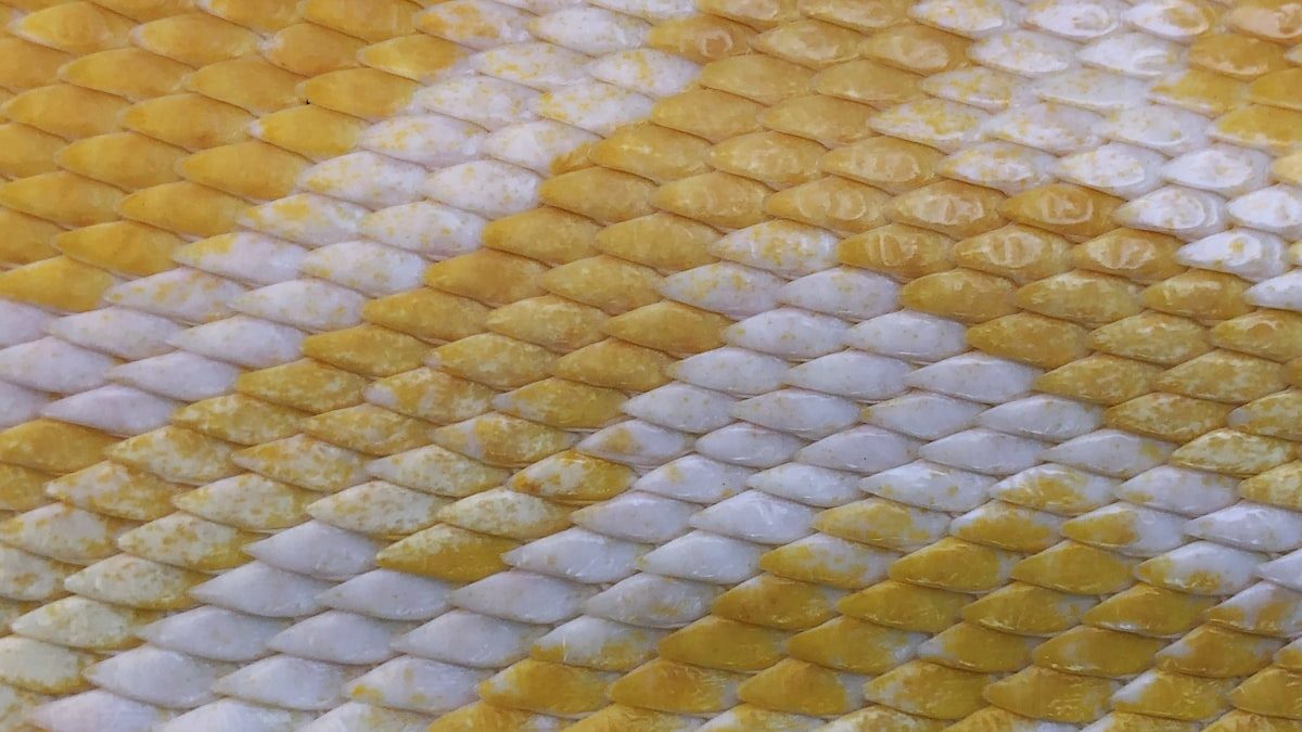 꿈해몽 — 뱀 꿈 해몽 완벽 가이드: 뱀에게 물리는 꿈, 뱀 잡는 꿈 의미