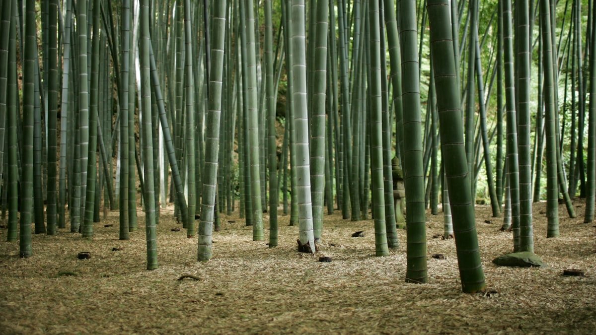 기타 — 뱀띠 2026년 운세 총정리 | 1965·1977·1989·2001·2013년생 종합운