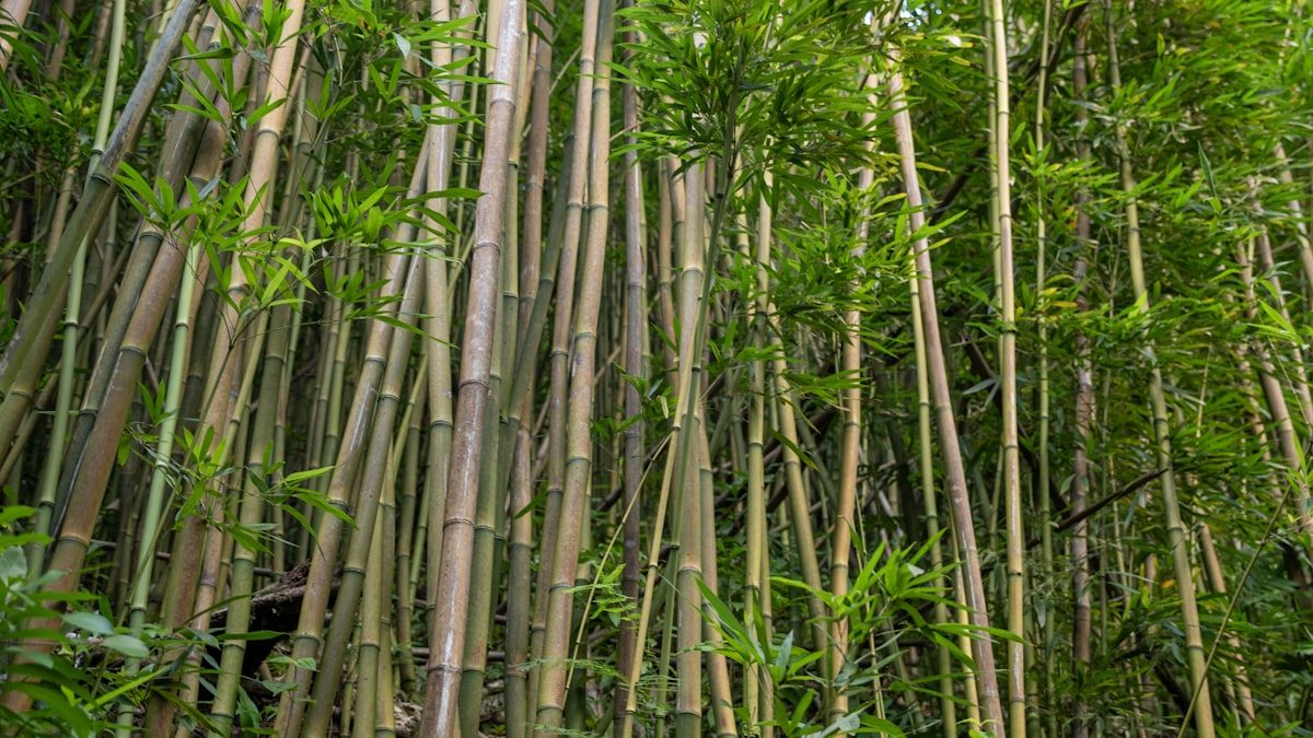 기타 — 양띠 2026년 운세 총정리 | 1967·1979·1991·2003·2015년생 종합운